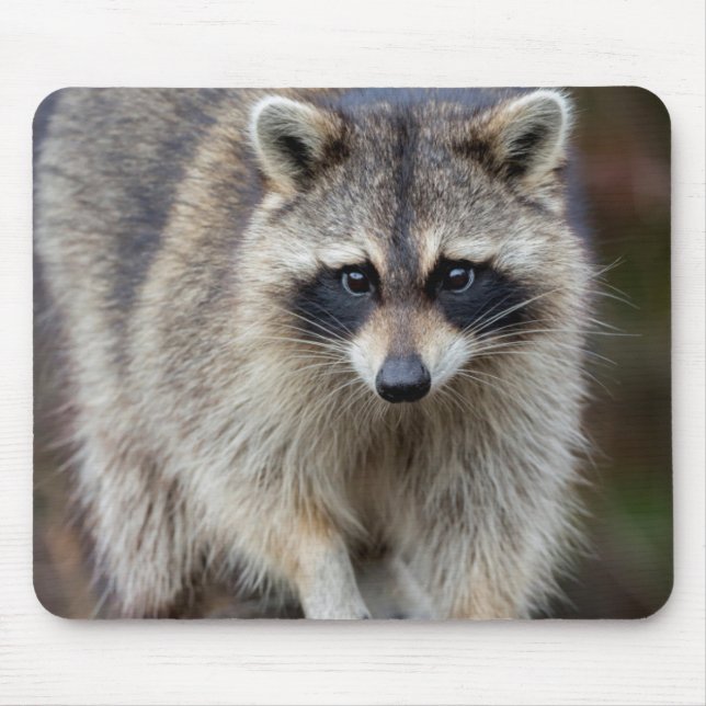 Mousepad Guaxinim, Procyon lotor, Flórida, EUA 2 (Frente)