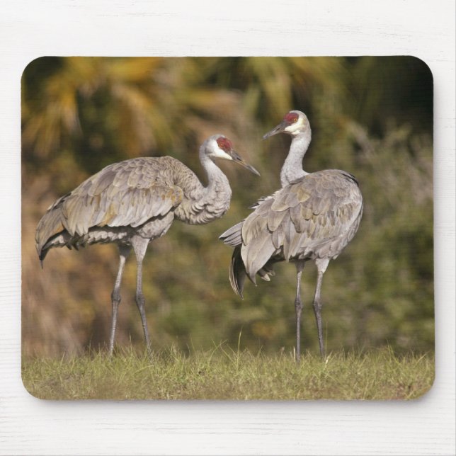 Mousepad Guindastes de Sandhill (Frente)