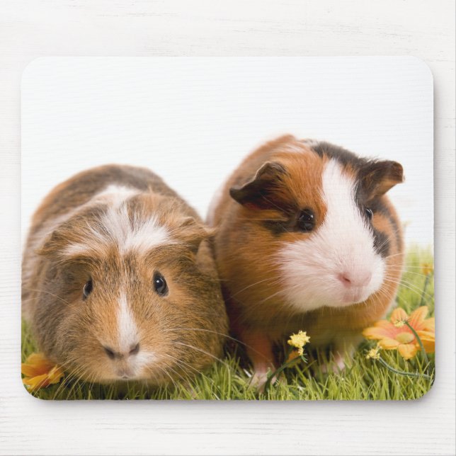 Mousepad guinea pigs tem-se lawn (Frente)