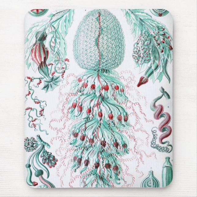 Mousepad Haeckel (Frente)