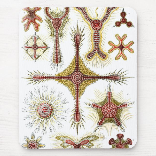 Mousepad Haeckel (Frente)