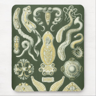 Mousepad Haeckel
