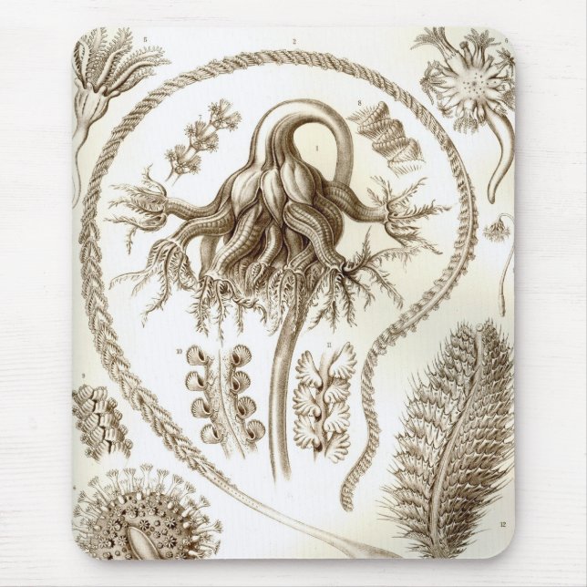 Mousepad Haeckel (Frente)