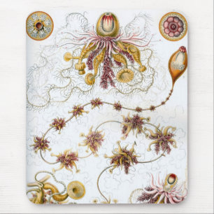 Mousepad Haeckel