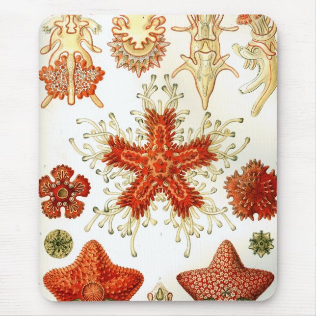 Mousepad Haeckel (Frente)