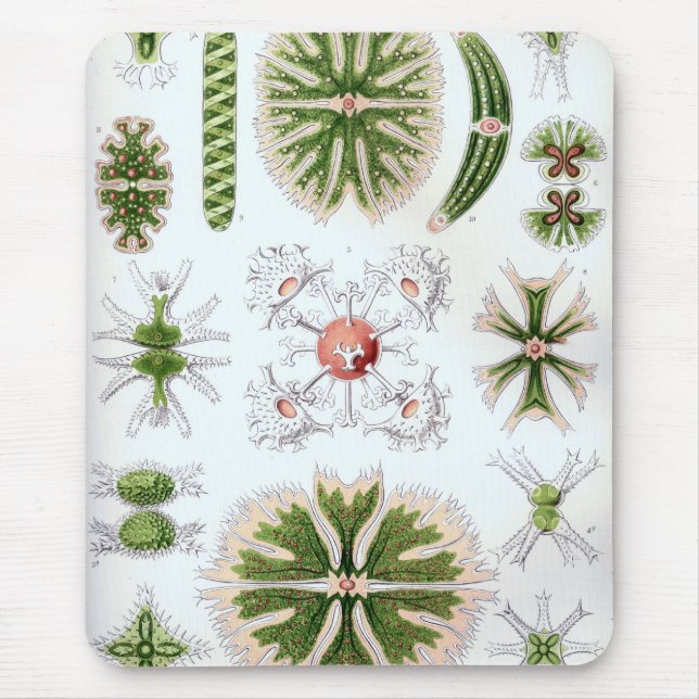 Mousepad Haeckel (Frente)