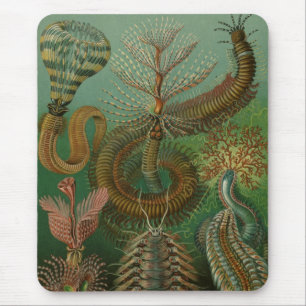 Mousepad Haeckel Centipedes