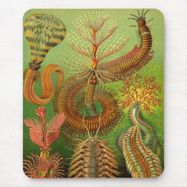 Mousepad Haeckel Centipedes (Frente)