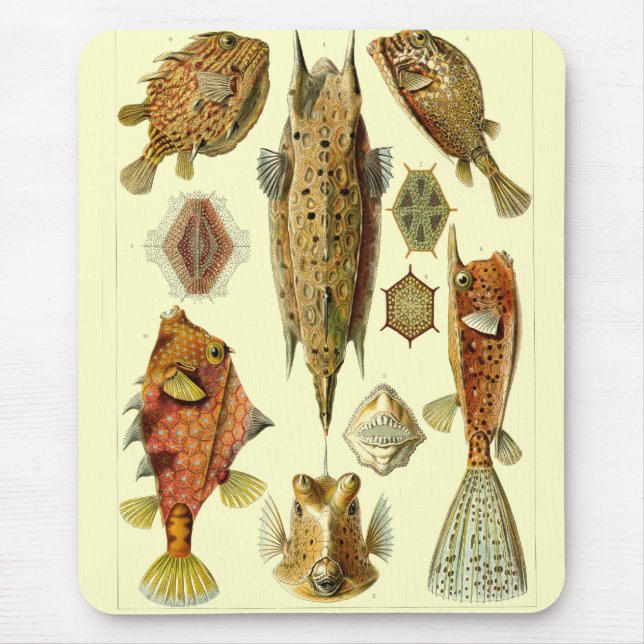 Mousepad Haeckel Fish (Frente)