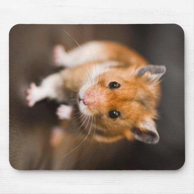 Mousepad Hamster (Frente)