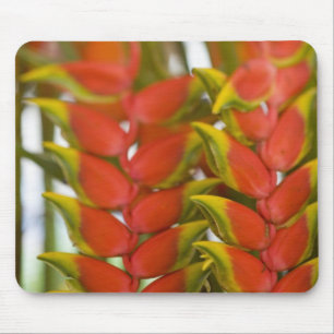 Mousepad Hanging Heliconia, frutas às terças-feiras &