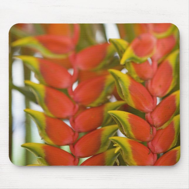 Mousepad Hanging Heliconia, frutas às terças-feiras & (Frente)