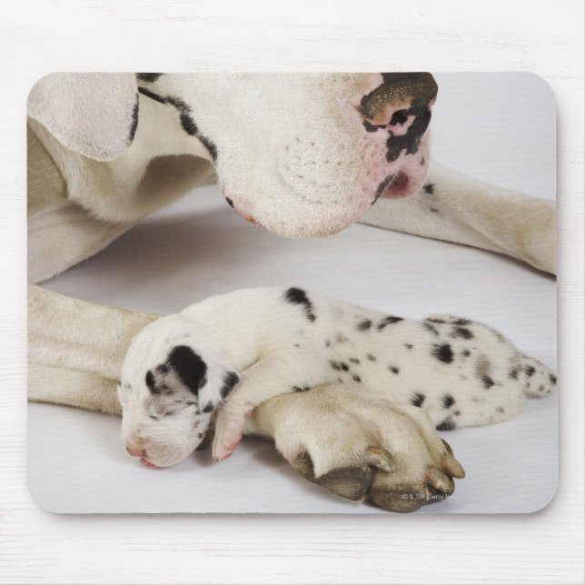 Mousepad Harlequin Great Dane cachorrinho dormindo na mãe (Frente)