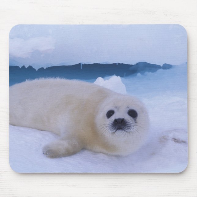 Mousepad Harp Seal North America, Canada, Quebec (Frente)