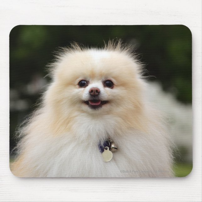 Mousepad Headshot 1 de Pomeranian (Frente)