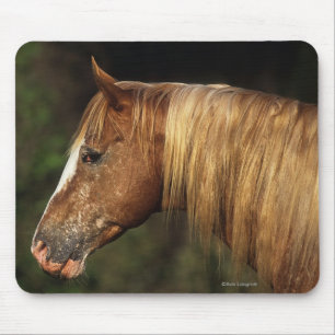 Mousepad Headshot 1 do cavalo do Appaloosa