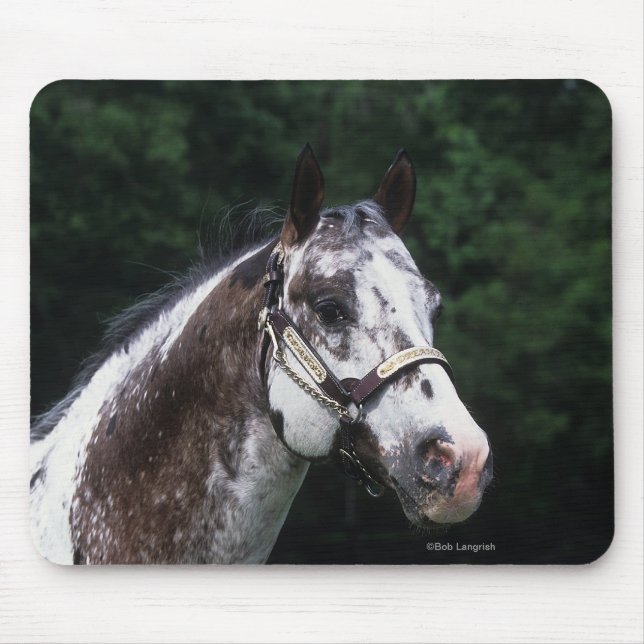 Mousepad Headshot 2 do cavalo do Appaloosa (Frente)