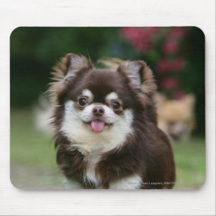Mousepad Headshot de cabelos compridos 1 da chihuahua