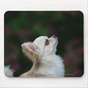 Mousepad Headshot de cabelos compridos 2 da chihuahua