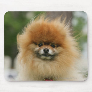 Mousepad Headshot de Pomeranian que olha a câmera