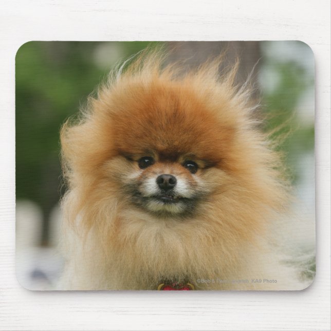 Mousepad Headshot de Pomeranian que olha a câmera (Frente)