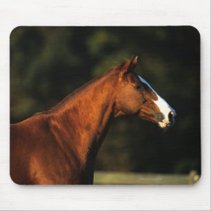 Mousepad Headshot do cavalo do puro-sangue