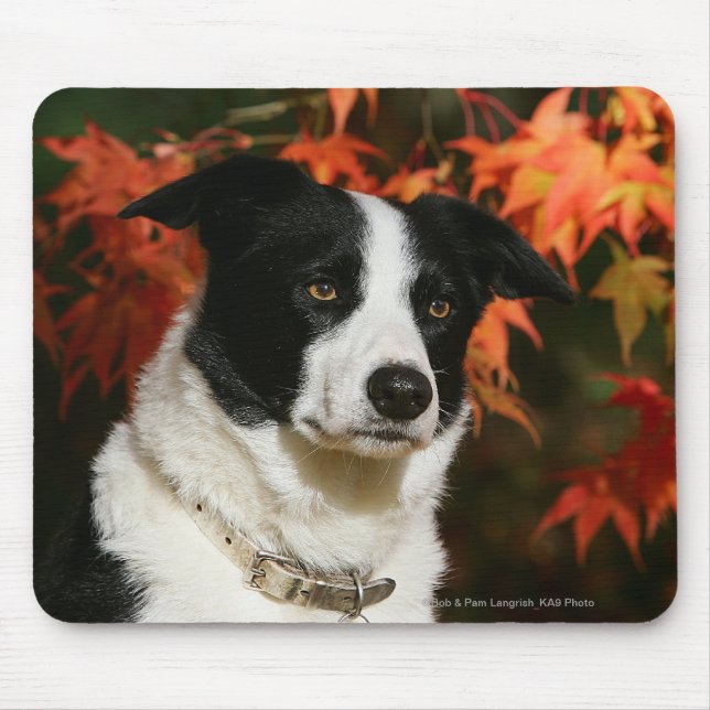 Mousepad Headshot do outono de border collie (Frente)