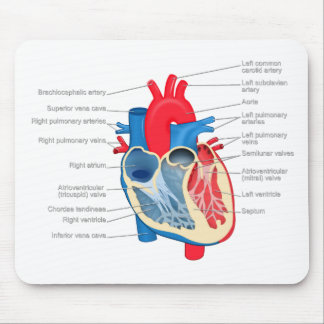 Mousepad Heart_Anatomy