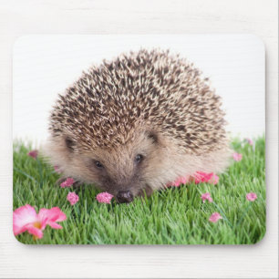 Mousepad hedgehog,