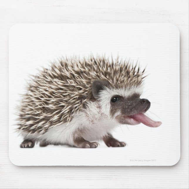 Mousepad Hedgehog de quatro dedos - Atelerix albiventris (Frente)