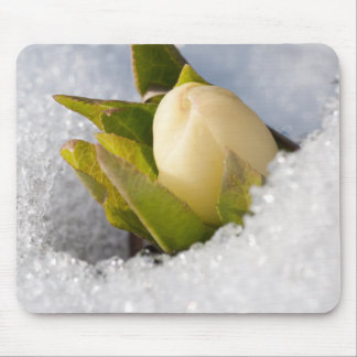 Mousepad Hellebore crescendo através da neve,