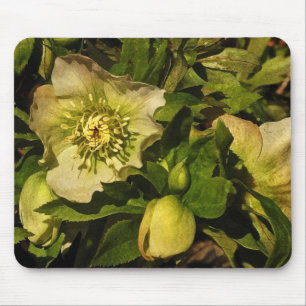 Mousepad Hellebore do rosa quaresmal
