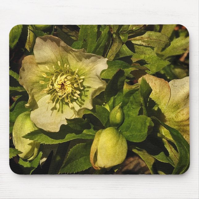 Mousepad Hellebore do rosa quaresmal (Frente)