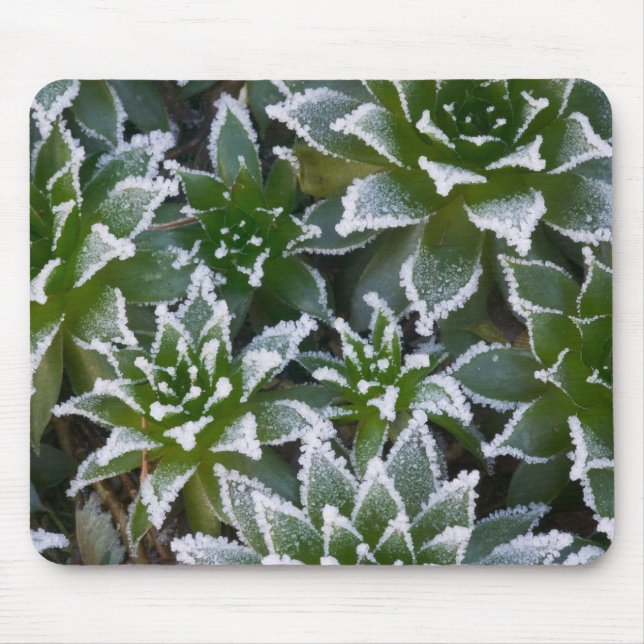 Mousepad Hen & Chicks suculenta com geada no início (Frente)