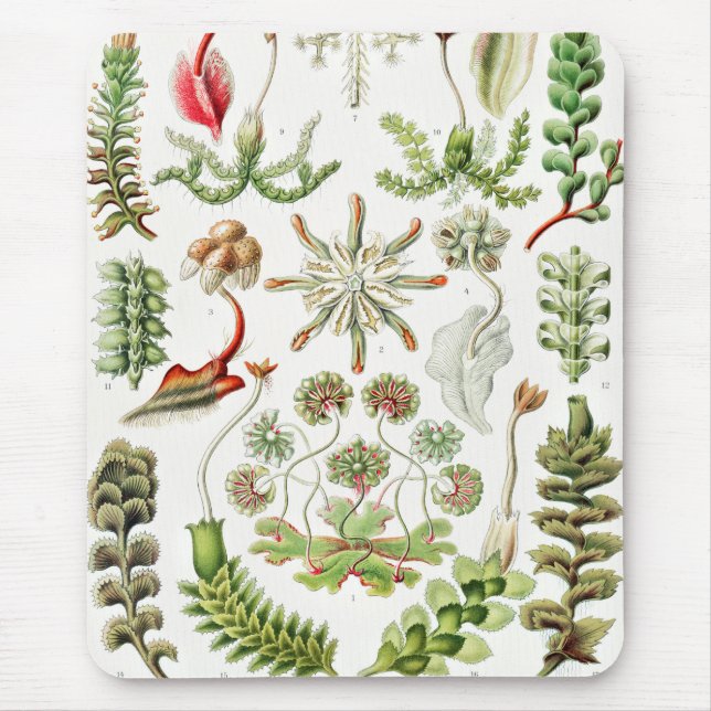 Mousepad Hepaticae Lebermoose por Ernst Haeckel (Frente)