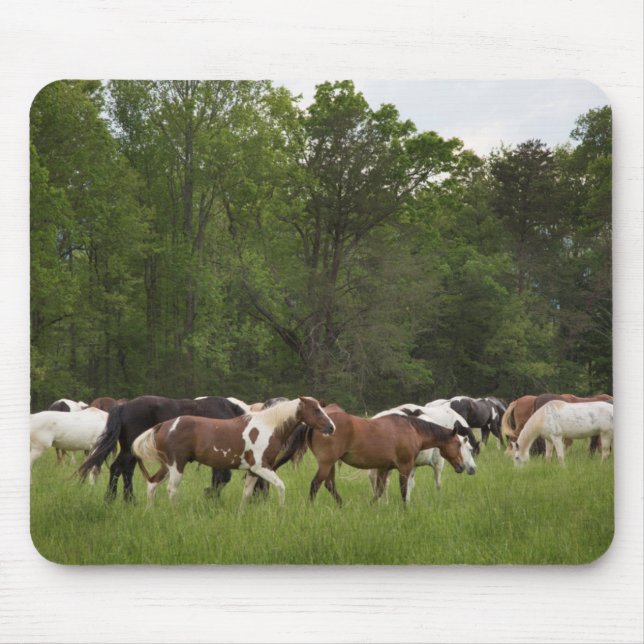 Mousepad Herd de cavalos, Tennessee (Frente)