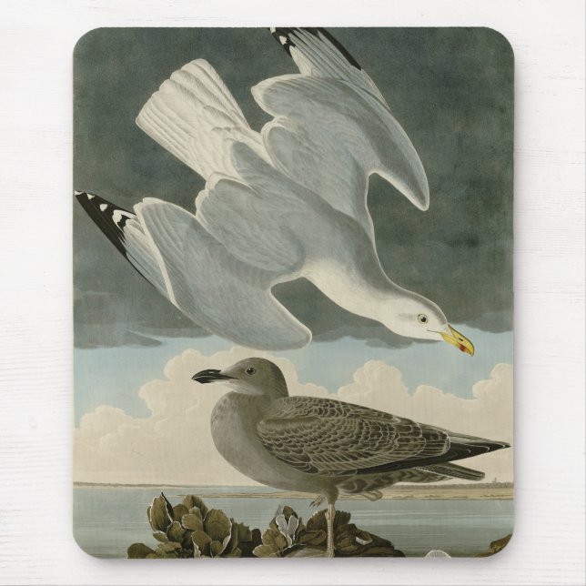 Mousepad Herring Gull do Birds of America, de John Audubon (Frente)
