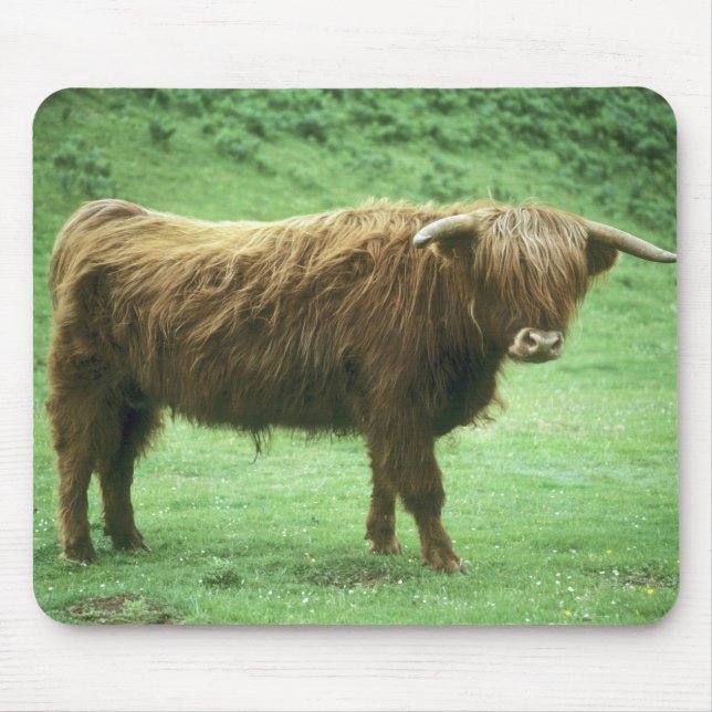Mousepad Highland Steer, Ilha de Mull, Interior (Frente)