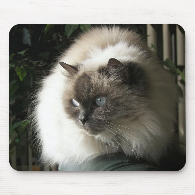 Mousepad Himalayan Cat (Frente)
