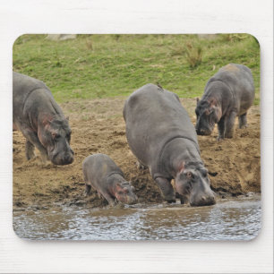 Mousepad Hipopótamo, Hippopotamus amphibius, Serengeti