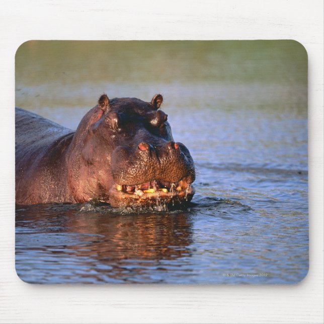 Mousepad Hippopotamus no rio (Frente)