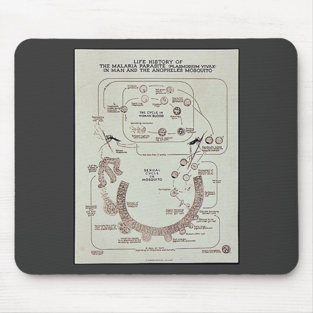 Mousepad História de vida do parasita de malária (Frente)