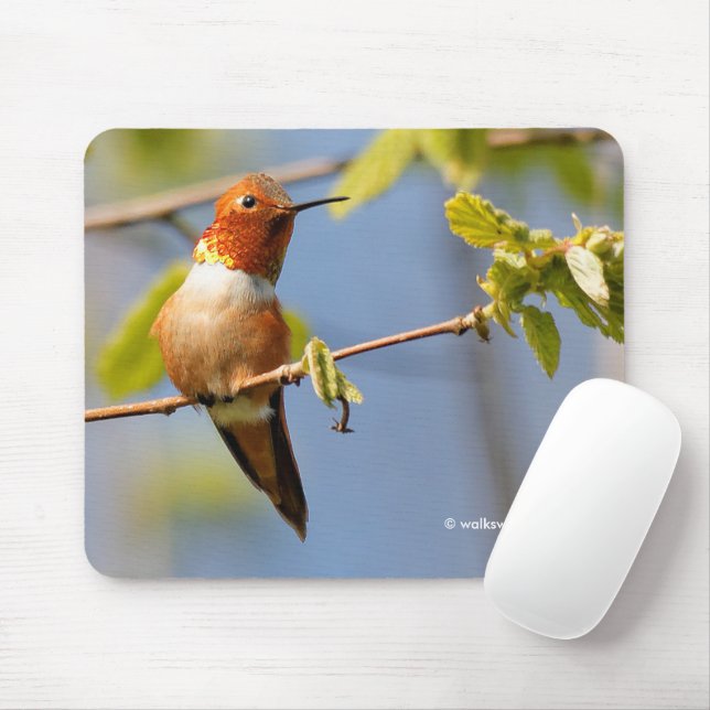 Mousepad Homem Rufo Hummingbird no Sol de Verão (Com mouse)