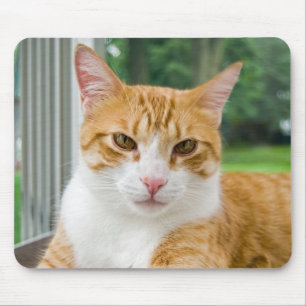 Mousepad Horário de Tabby