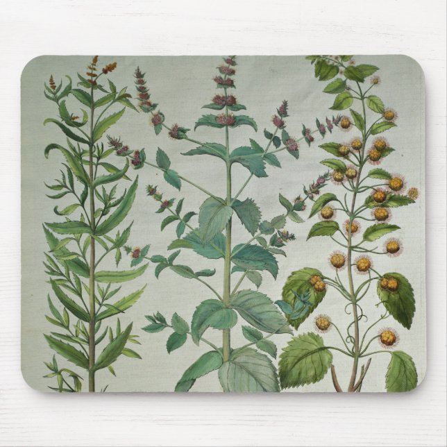 Mousepad Hortelã: Crispa do Mentha (Frente)
