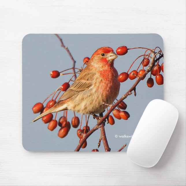 Mousepad House Finch com as Berries Hawthorn (Com mouse)