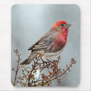 Mousepad House Finch in Snow - Foto original