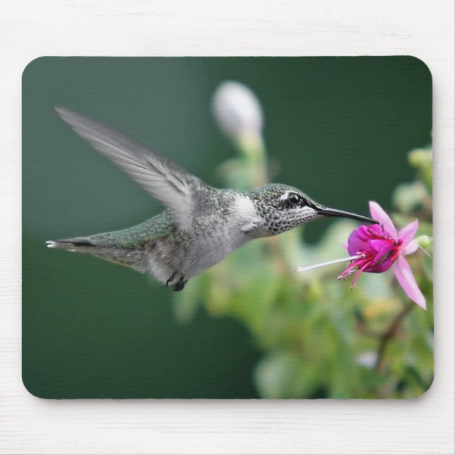 Mousepad Hummingbird (Frente)