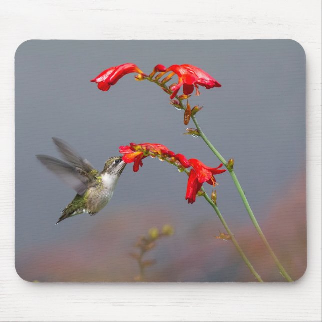 Mousepad Hummingbird E Crocosmia (Frente)