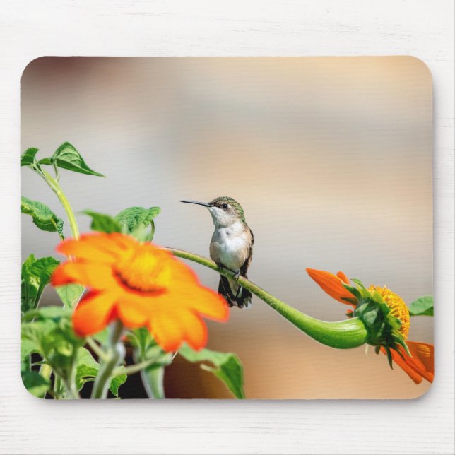 Mousepad Hummingbird numa floração (Frente)